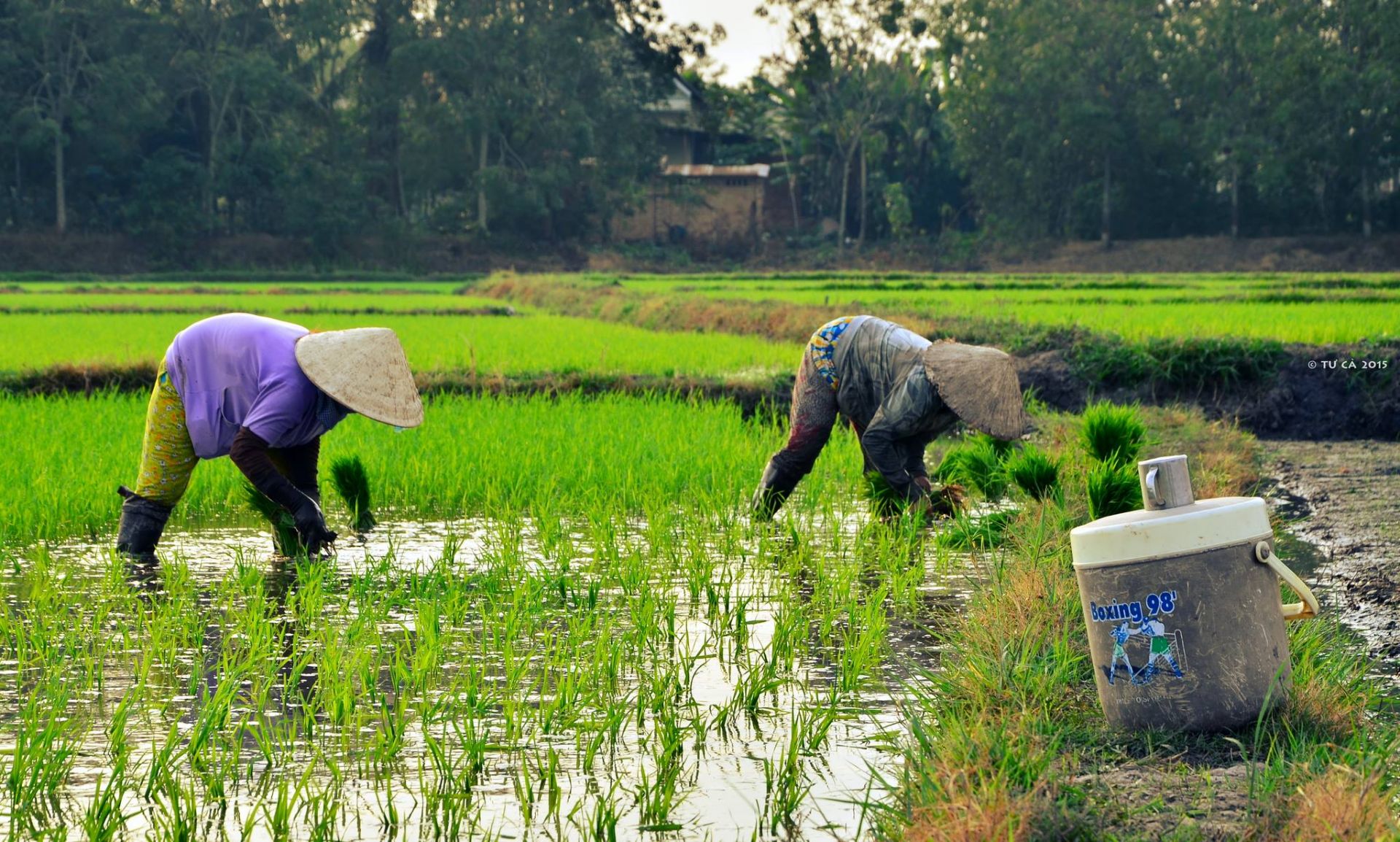 Mơ thấy đi cấy có tốt không?